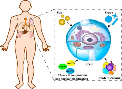 An updated overview of some factors that influence the biological effects of nanoparticles